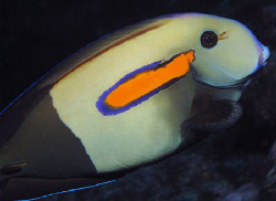 Orangeband Surgeonfish by Martin Dalsaso 
